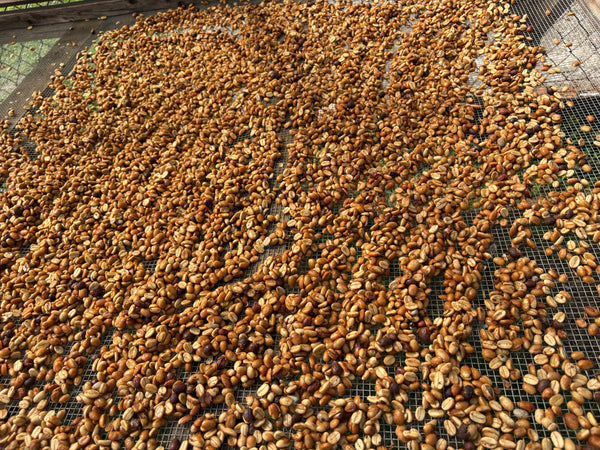 Ka'u 'Hydro' Honey Typica