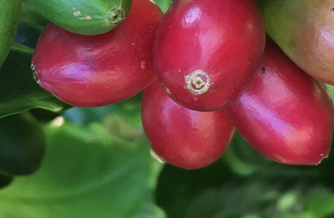 科纳天然马拉戈比山莓果