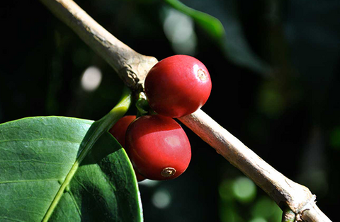 Ka'u Natural Typica