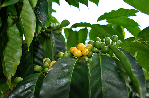 Ka'u Natural Yellow Caturra